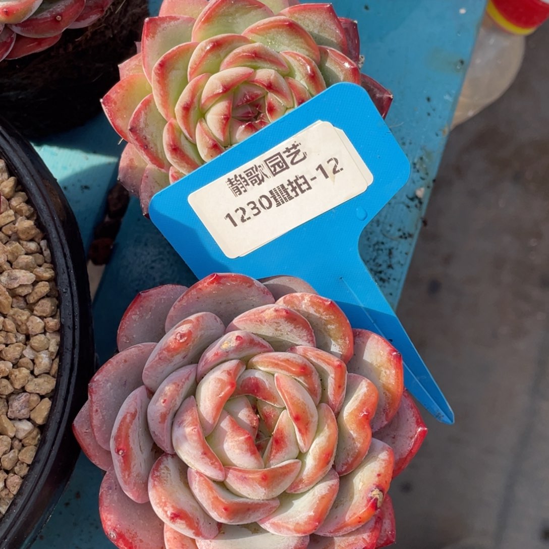 1230-12-粉海盗单头一颗