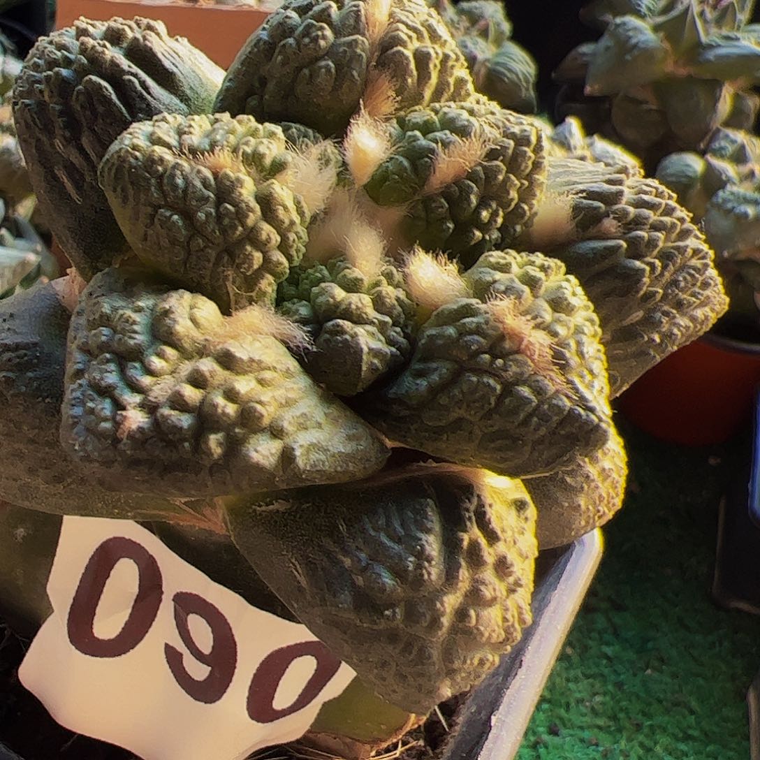 无花朵龟甲连山牡丹090