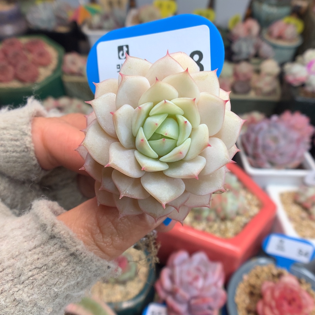 98静夜锦多肉植物