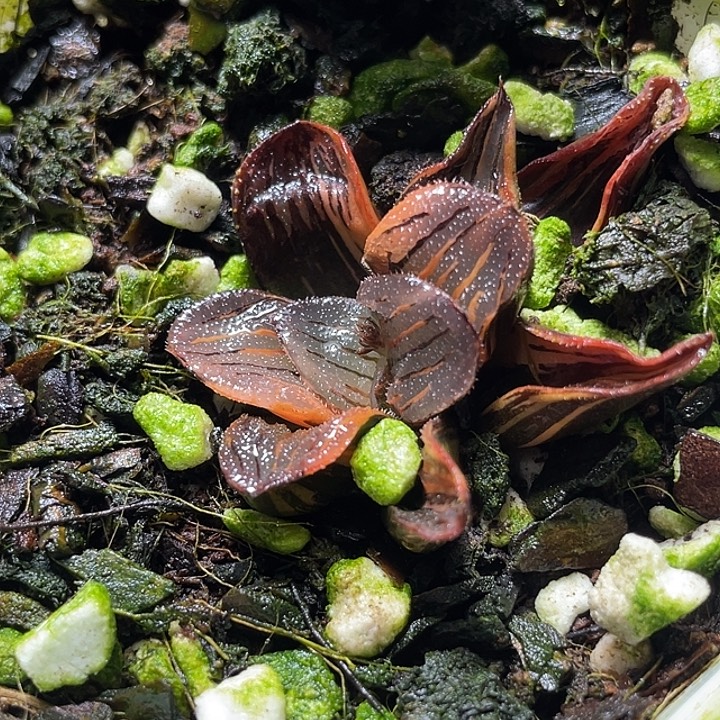 612夜想錦特選福利