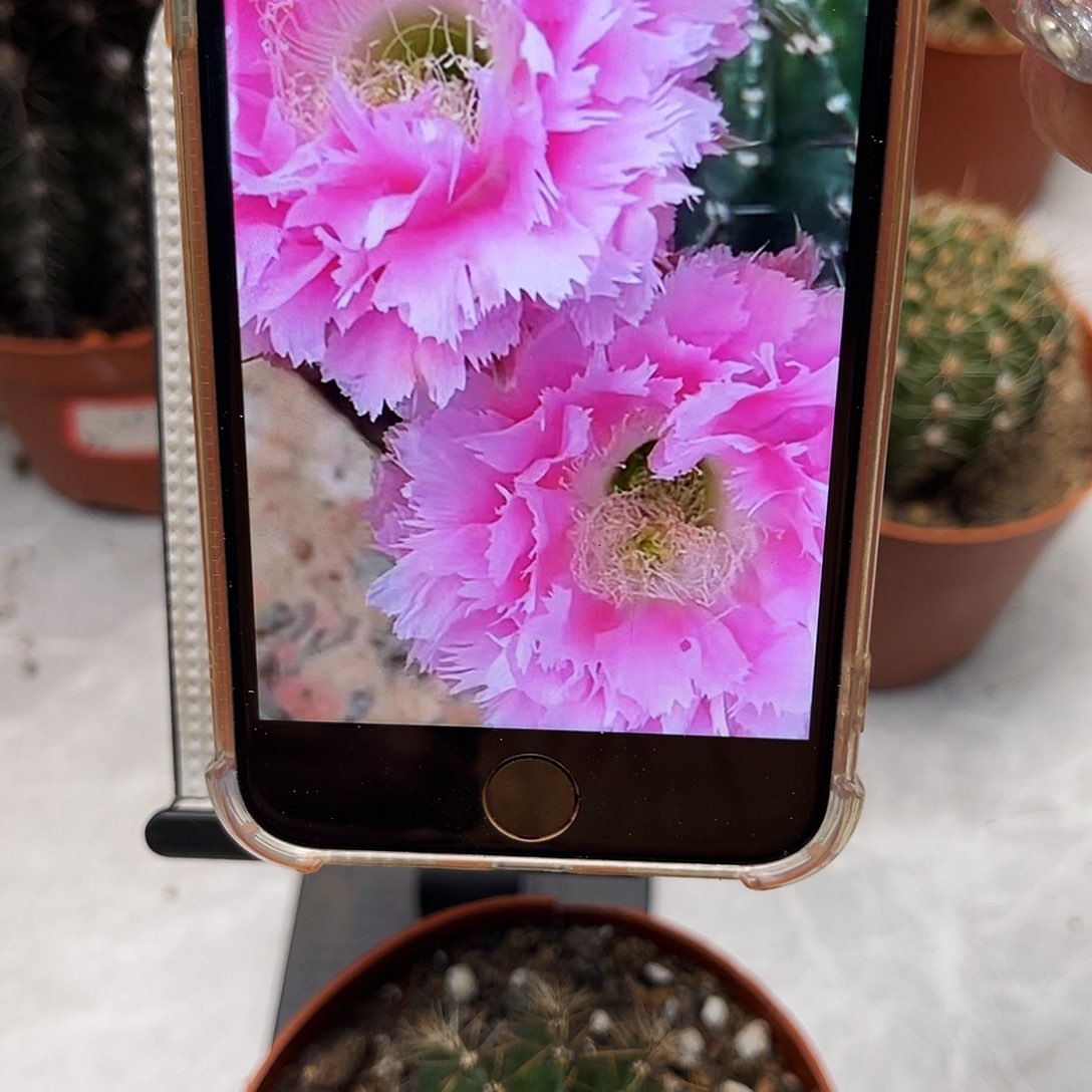 彩草3号羽毛6.5公分左右