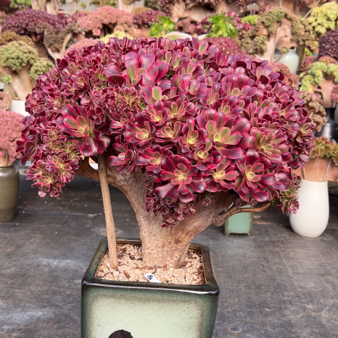 精品美杜莎朵朵缀不带盆土