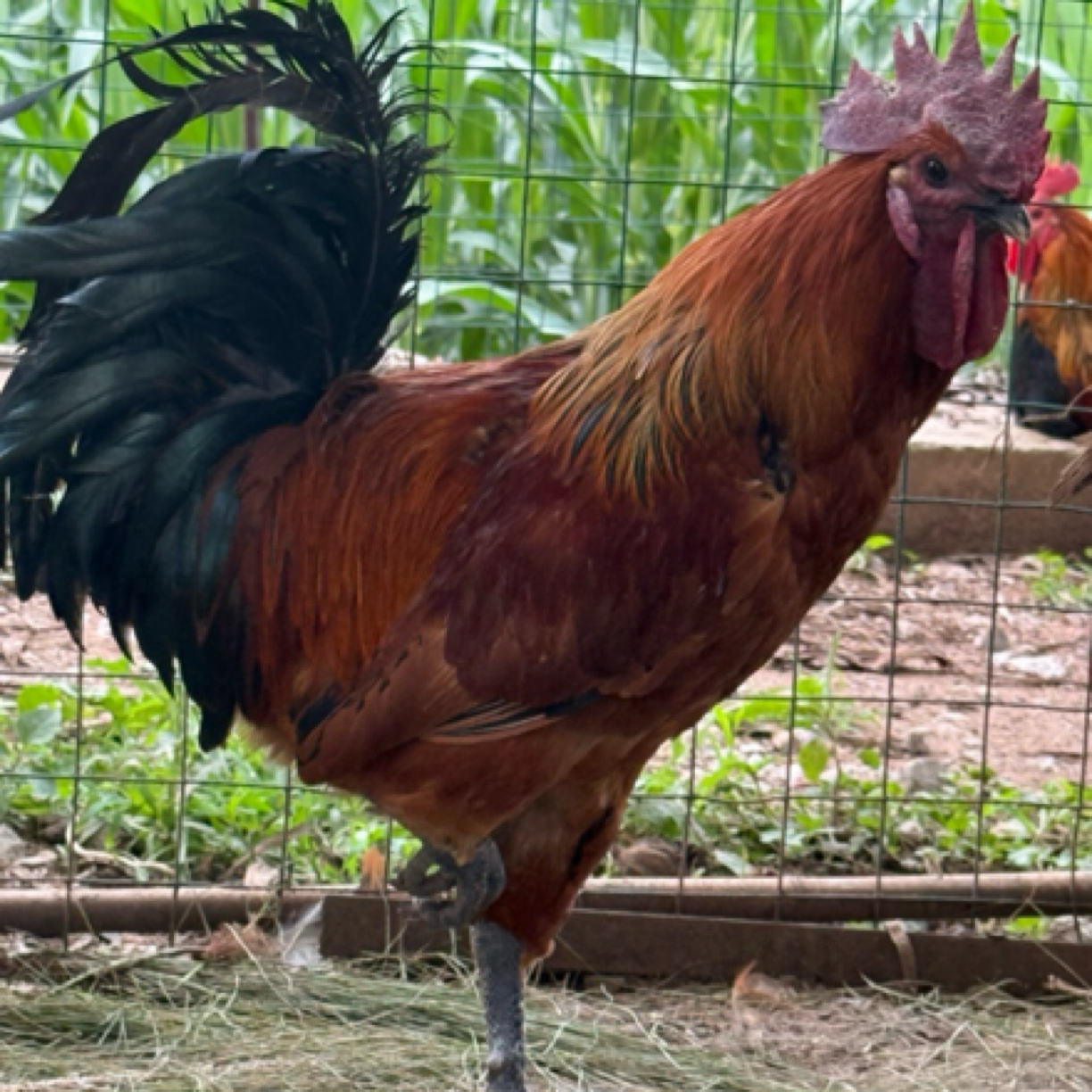 大理林间散养无量山土鸡乌骨鸡直播间专用一物一拍顺丰包邮