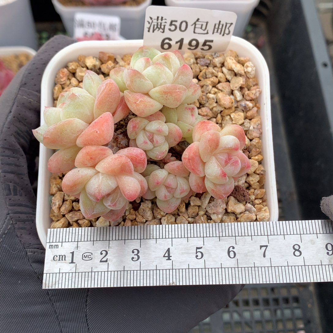 梨***๐6195。整桩白底糖心冰玉八头潜力股。 带盆土