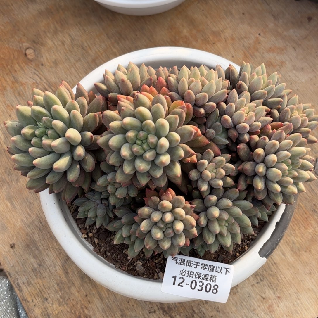 0308美人杂多肉植物