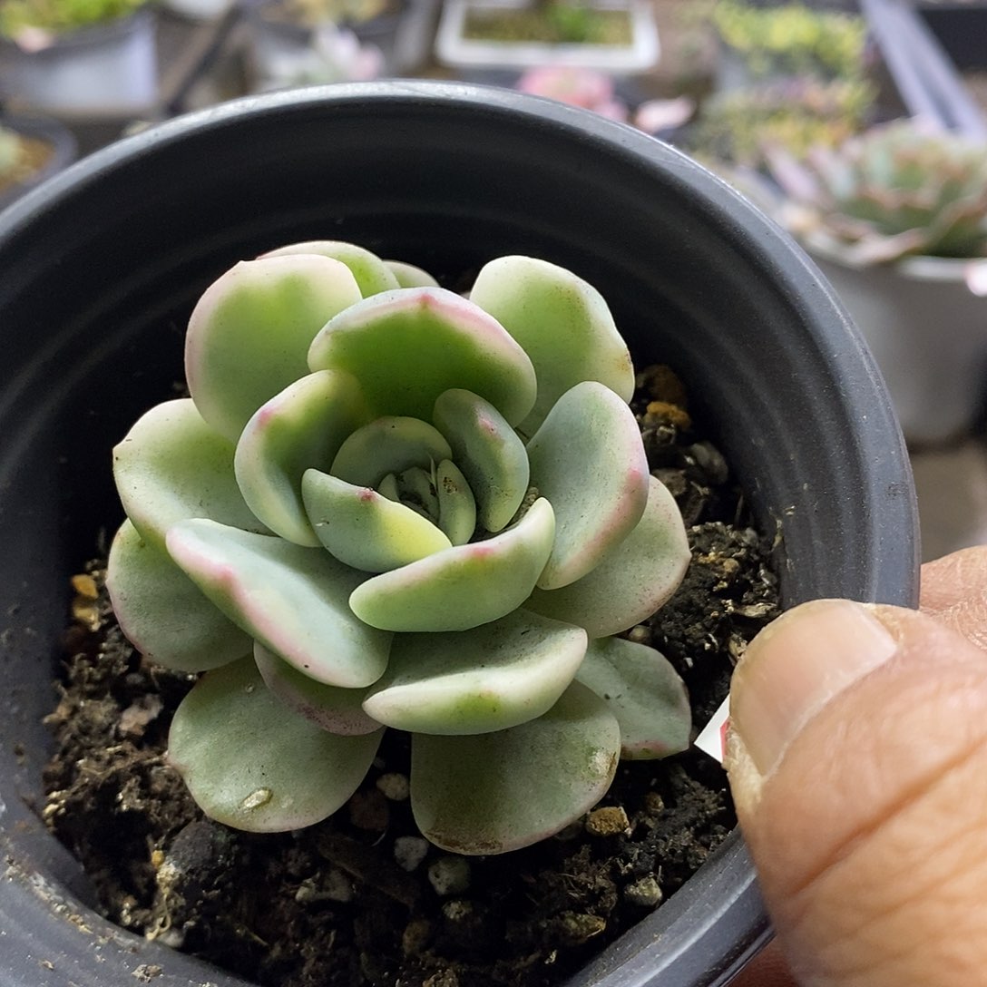 05171有一锦多肉植物