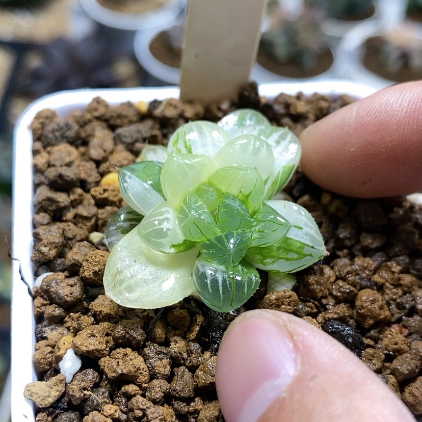 【闪购商品】8天线宝宝