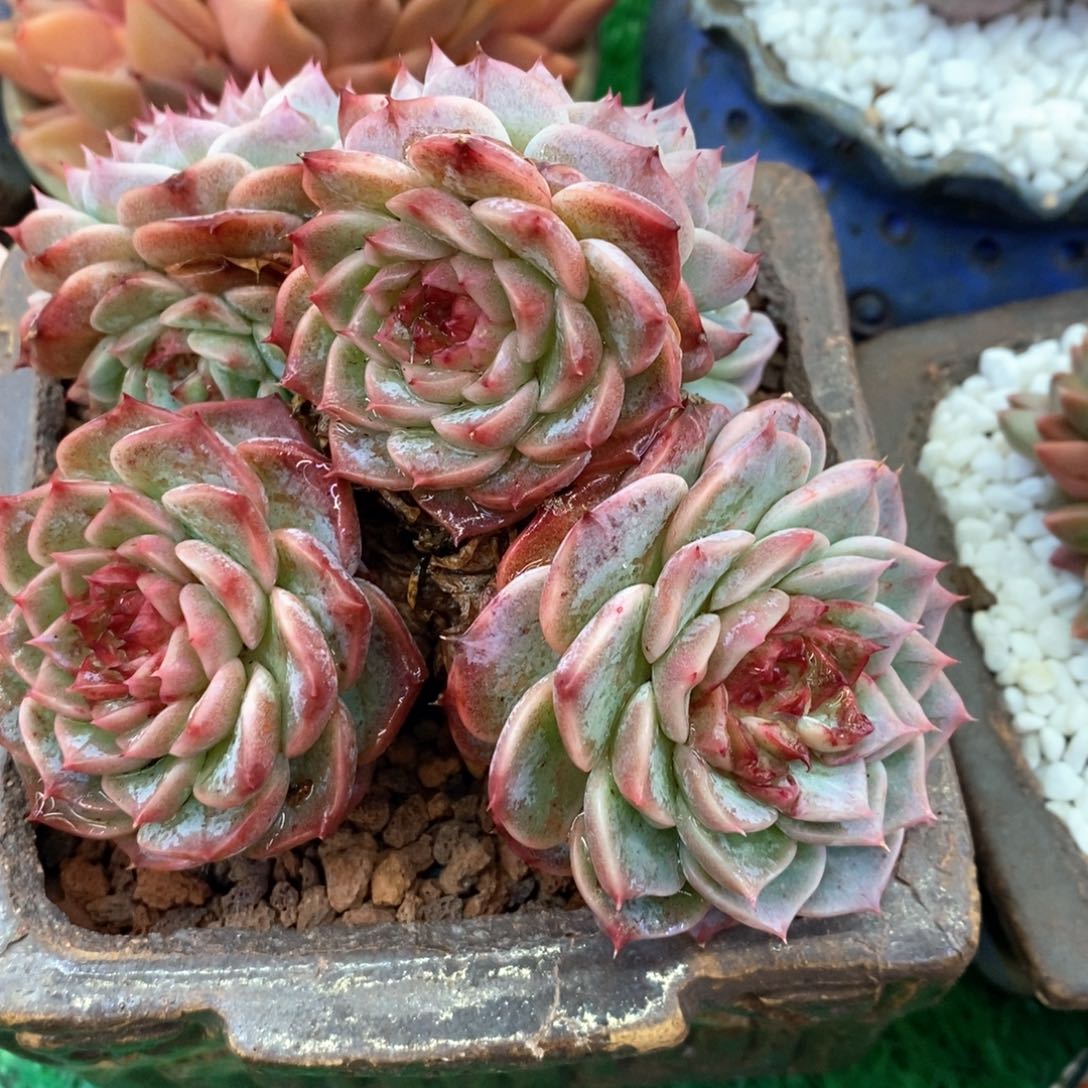 天鹅绒多肉植物盆栽