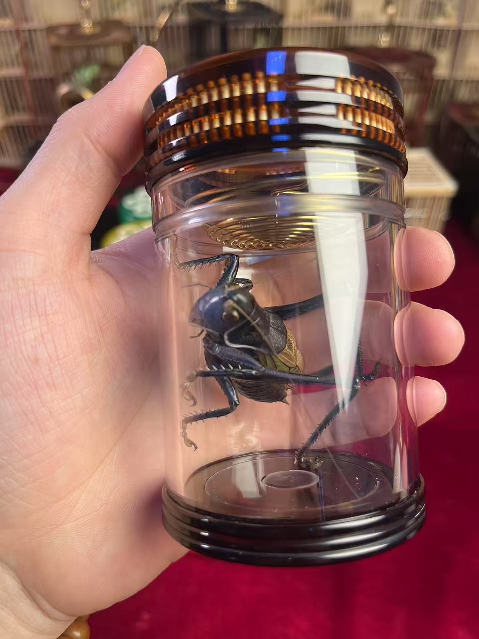 七孔老谭罐双开窗蝈蝈叫罐 带蝈蝈款 蝈蝈罐鸣虫叫罐蝈蝈老谭叫罐