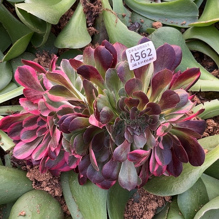 562粉女郎缀多肉植物