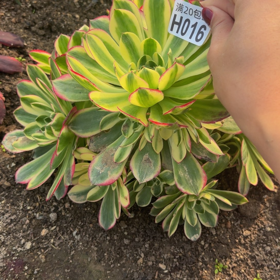 16多肉植物捧花的时候，