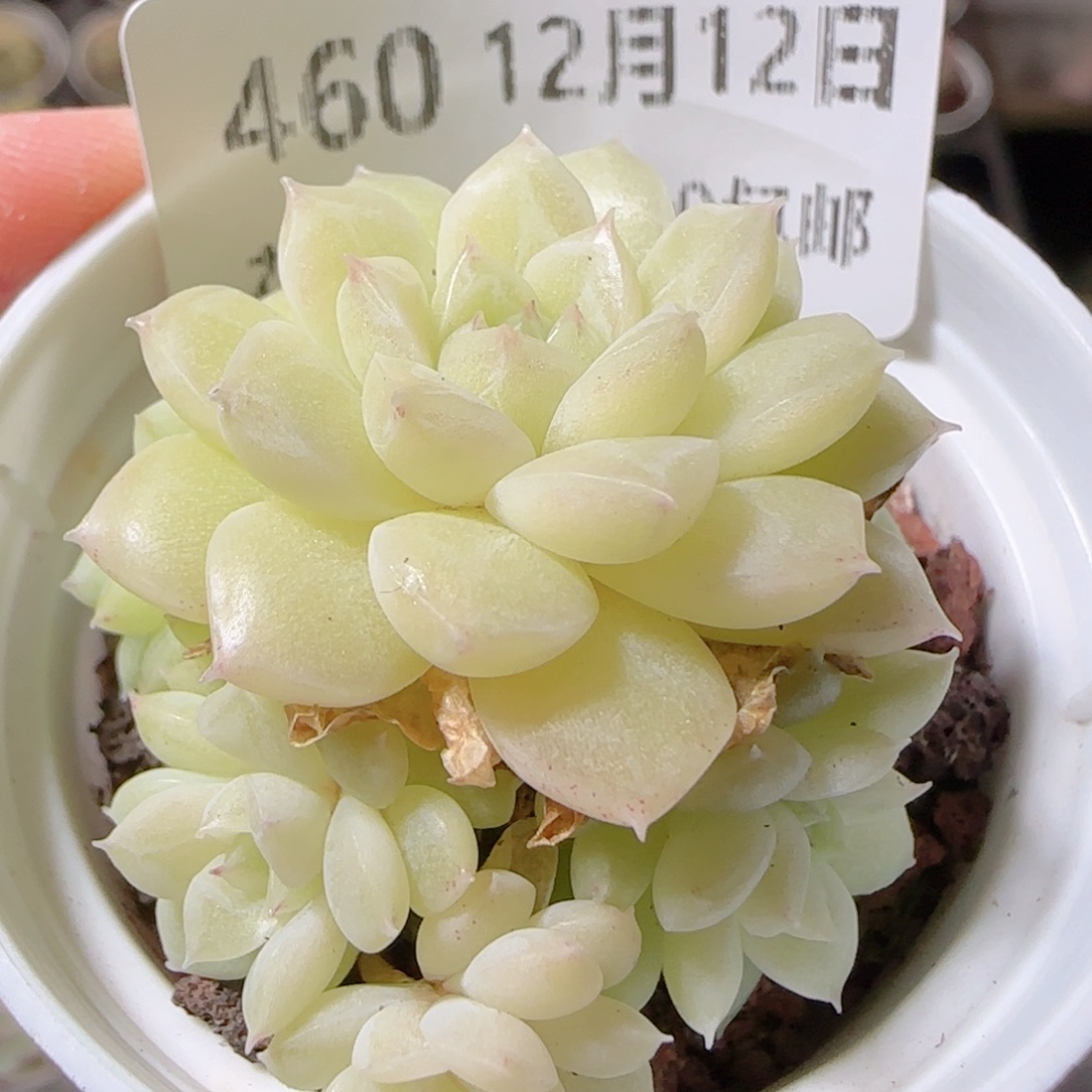 花语多肉1212-460散