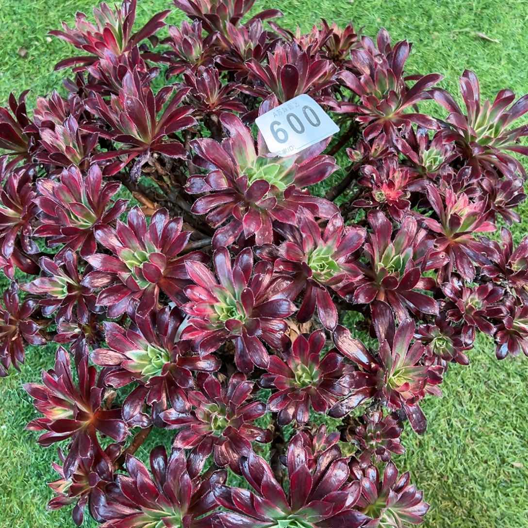 无花朵玄*600惊鸿法师