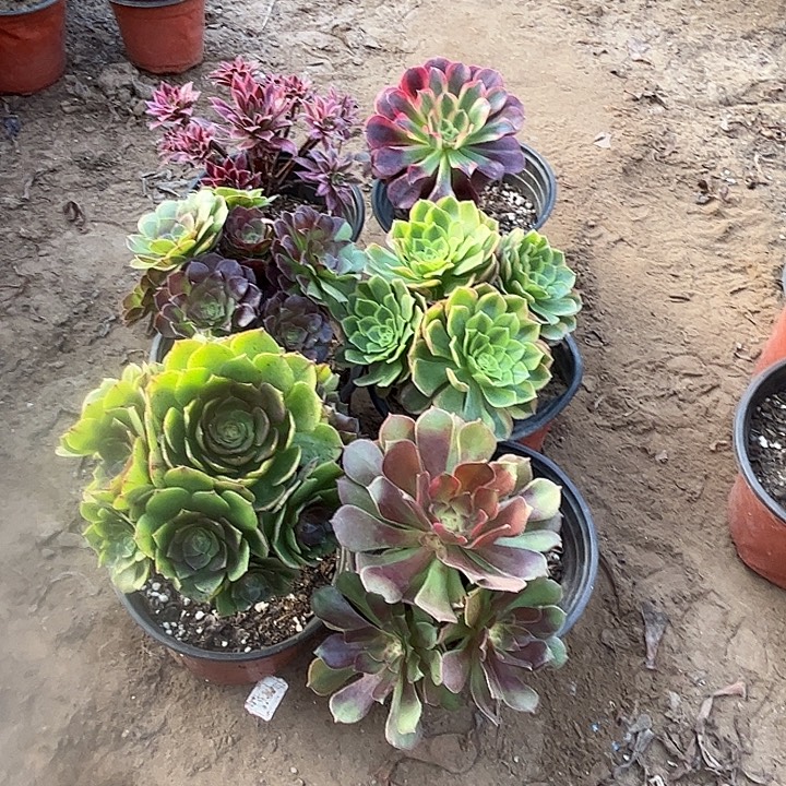 867多肉植物瑕疵特价，