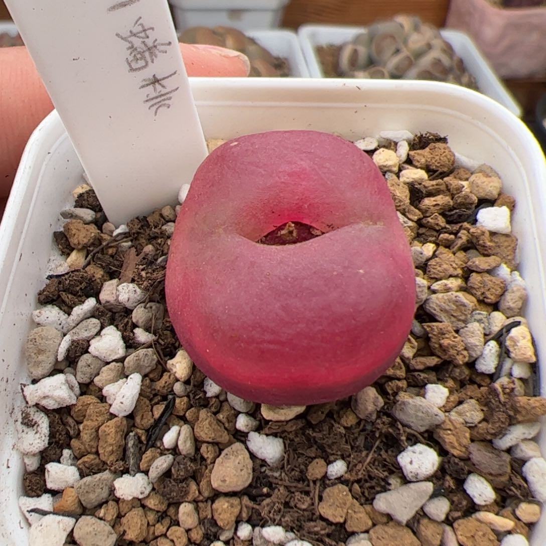 0474号蟠桃 多肉植物