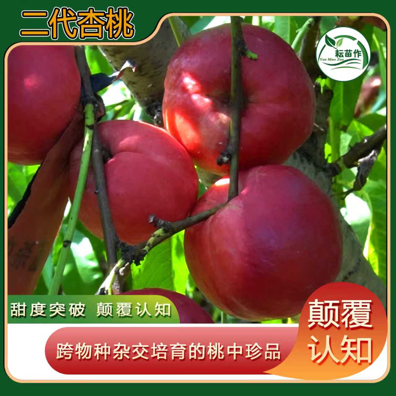 二代杏桃苗/大果高甜耐储丰产/杏和桃的杂交新品种/四大核心优势