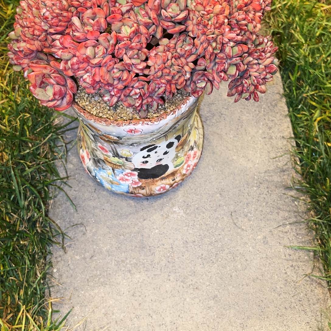 海***燕花旦缀花旦缀花旦缀