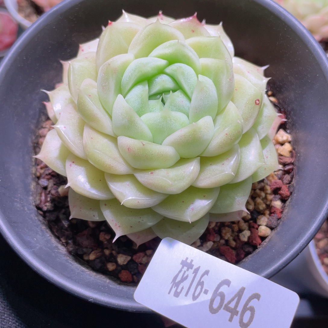 花利美16-646麦秆