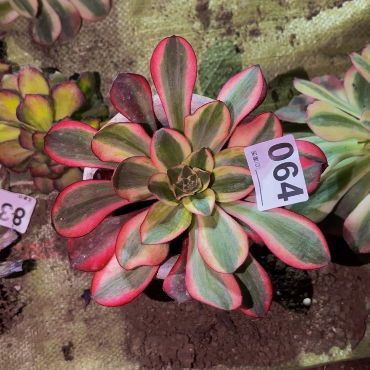 064红魔女多肉植物不售后
