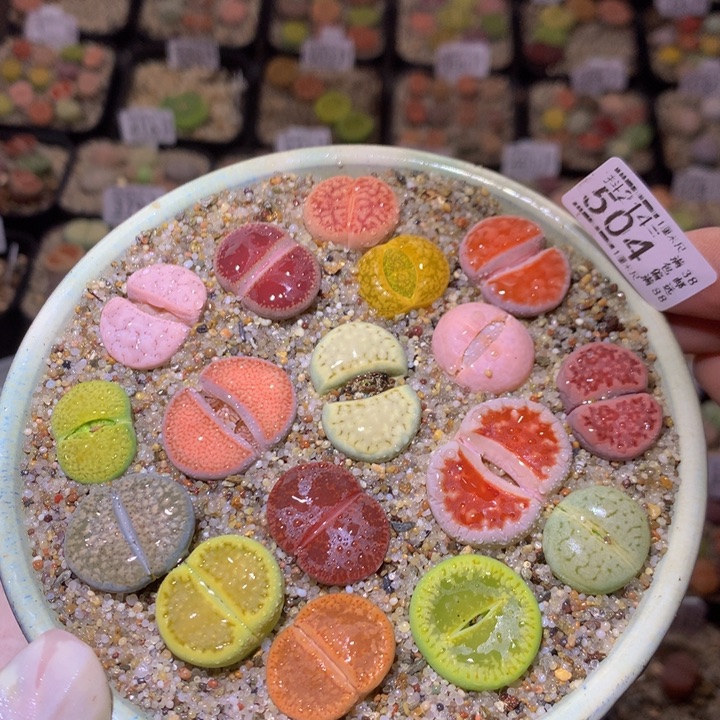 精品生石花214.504