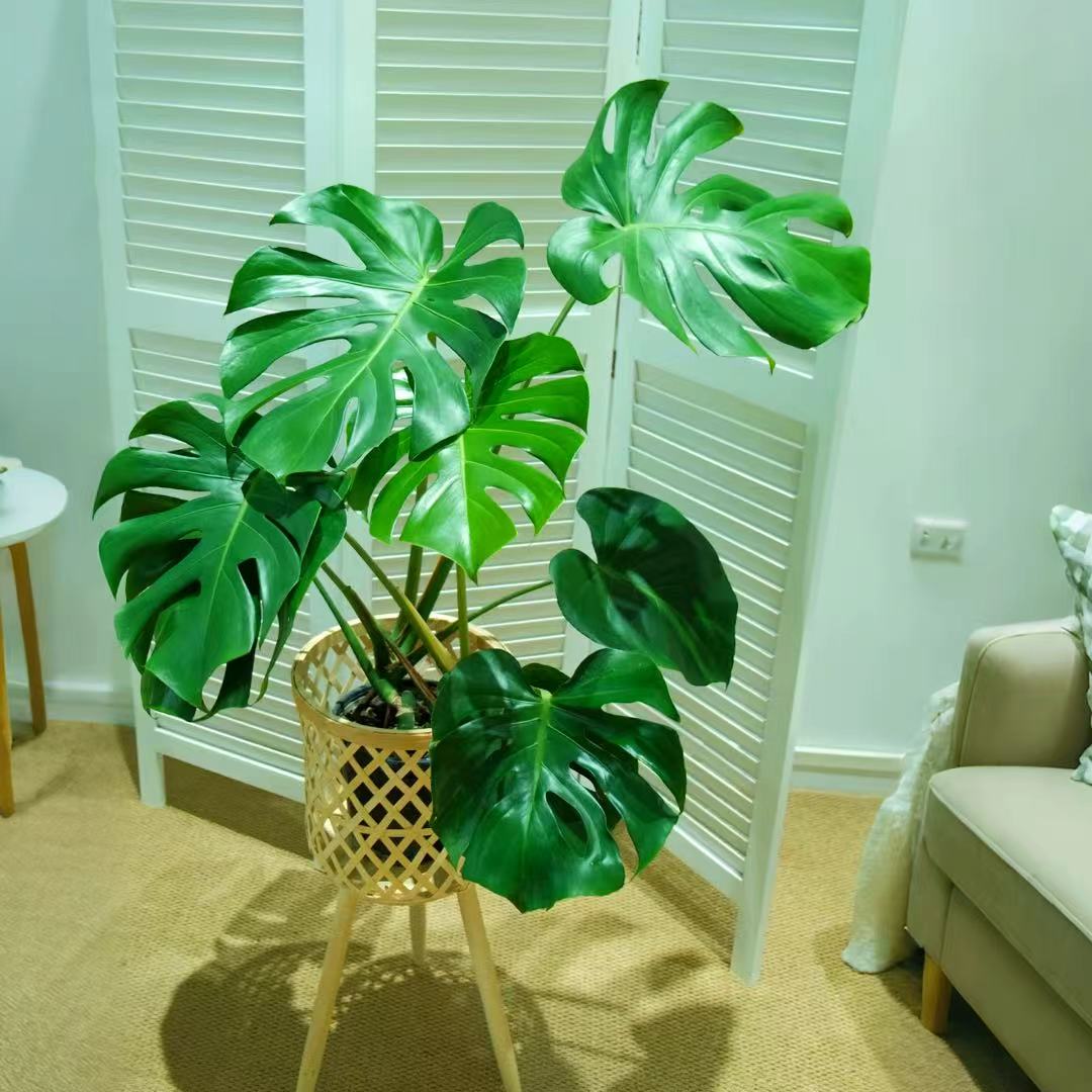 70-90公分左右开背老桩龟背竹室内水培土培绿植净化空气四季常青