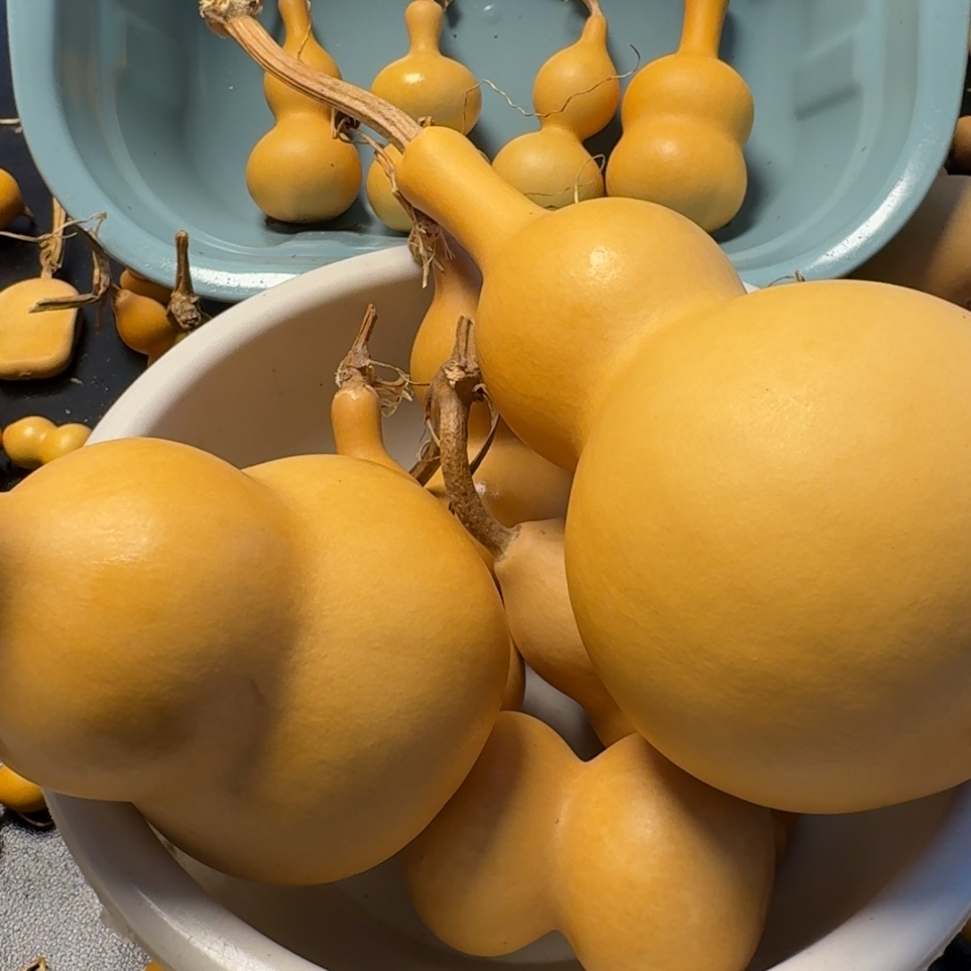 精品葫芦直播间下单