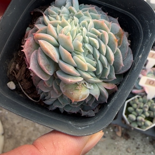 144桑切斯缀多肉植物多