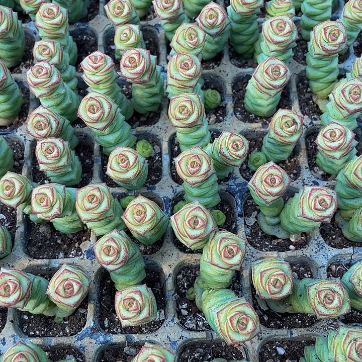 小钱串1元带土发货