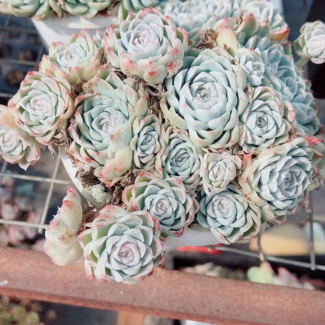 白月影多头造型精品特价