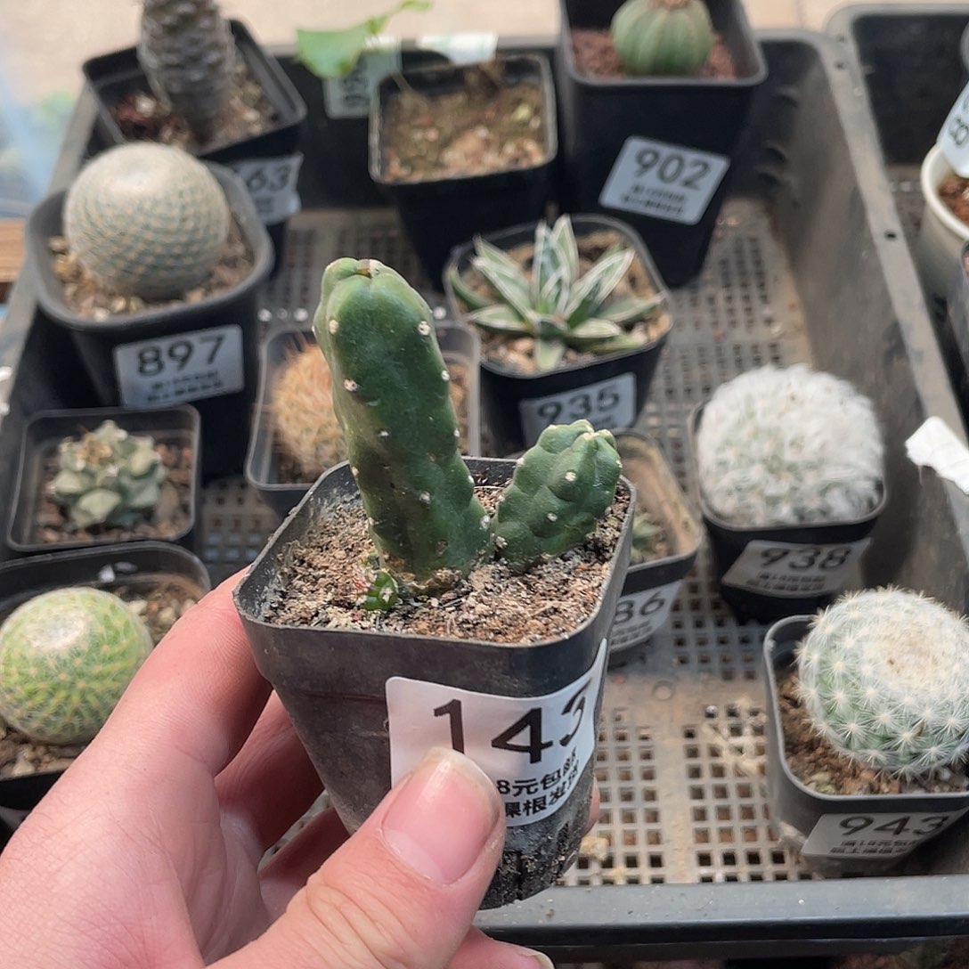 143桃太郎（满18包邮）