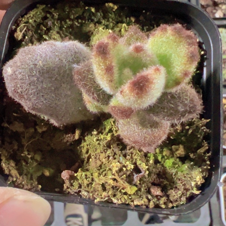 泰迪熊精品多肉植物