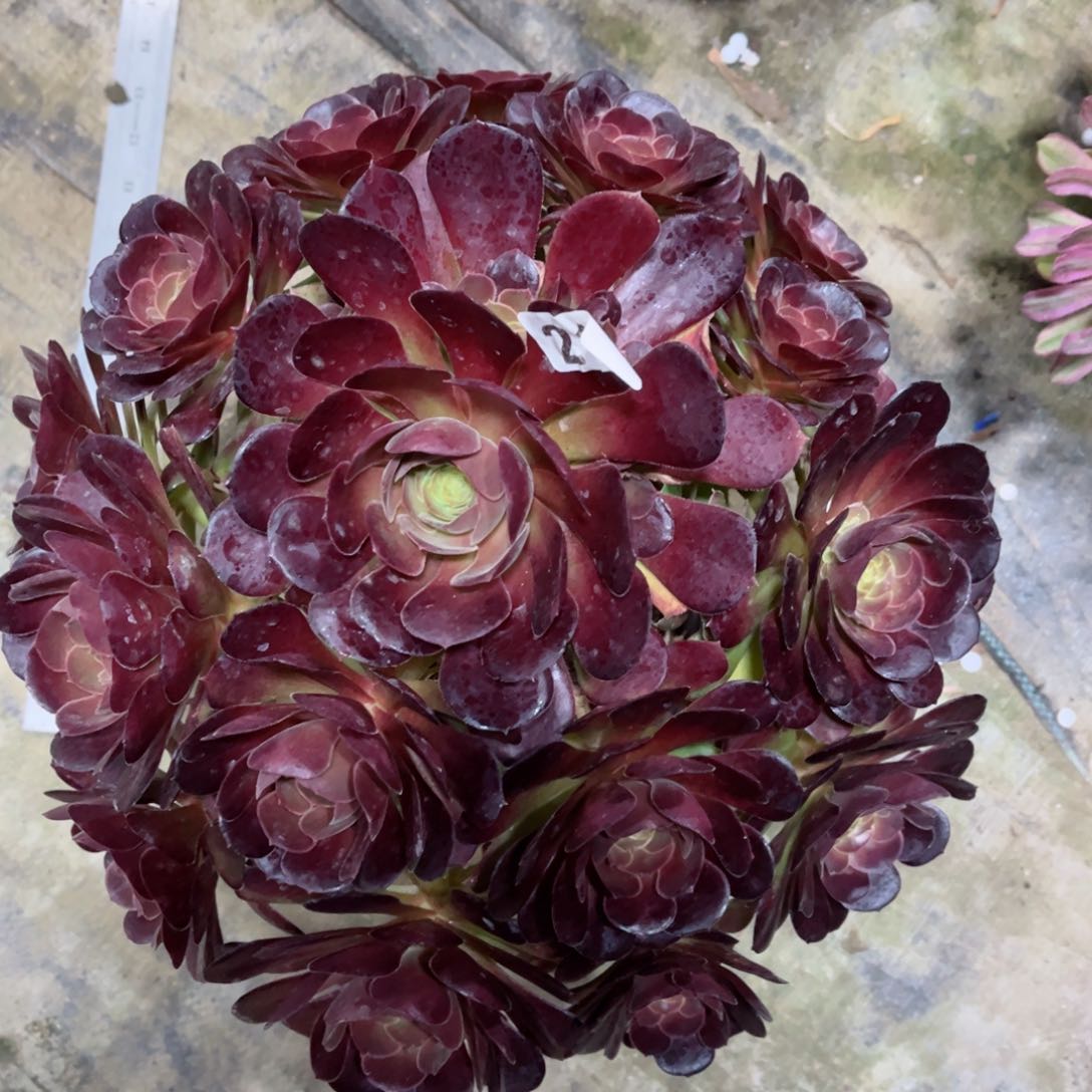 【闪购商品】红玫瑰211多肉