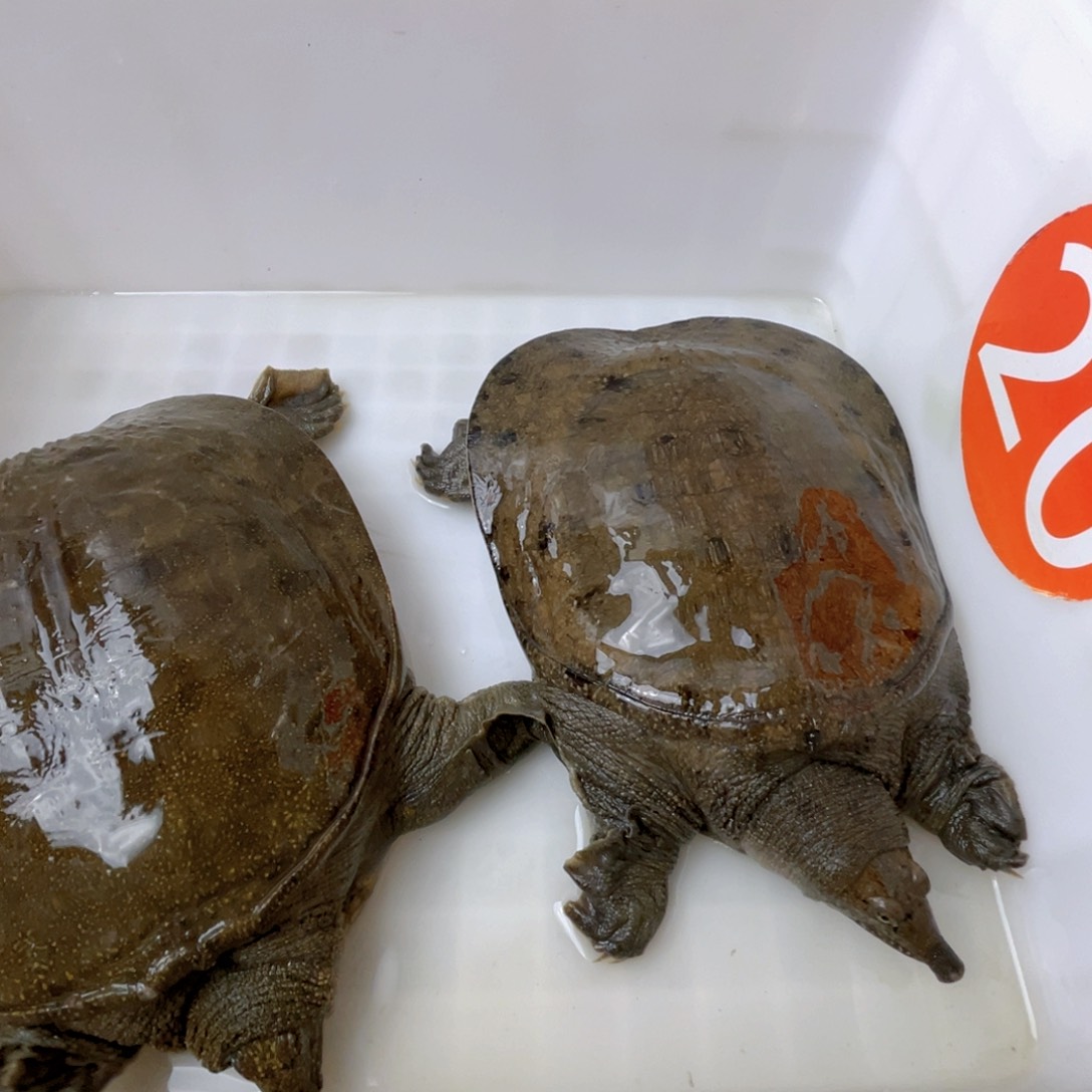 中国大陆鲜活甲鱼顺丰包邮