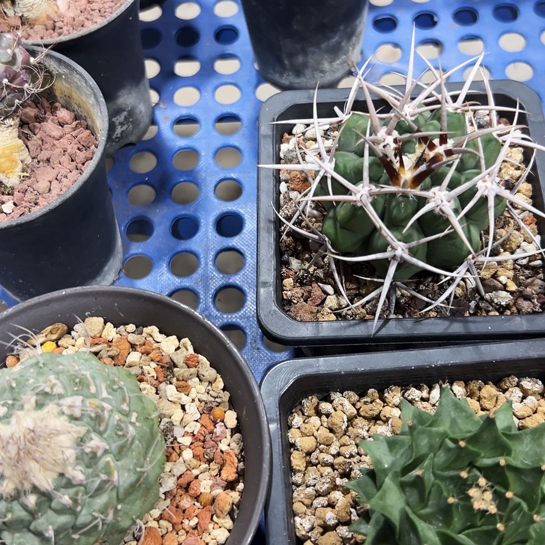 尾***强实生根菊水、碧岩玉、帝冠