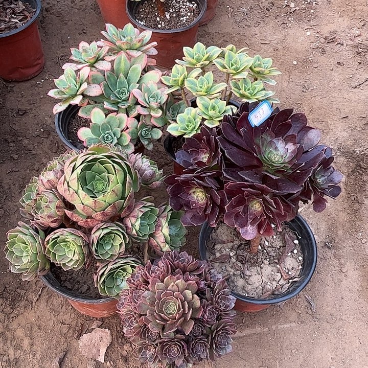 588多肉植物瑕疵特价，