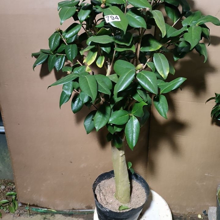 阿**。794黑贝，原盆原土发货 ，不包邮