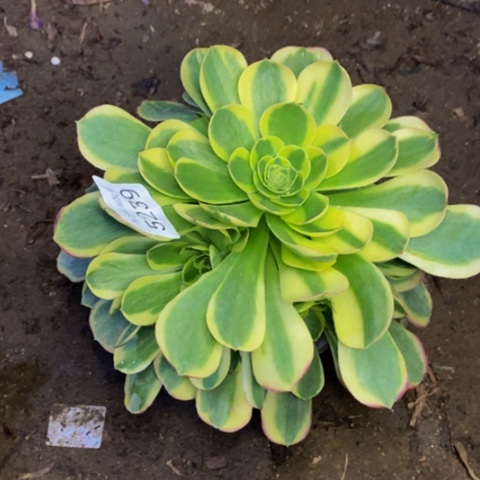 万奶白多肉植物5239