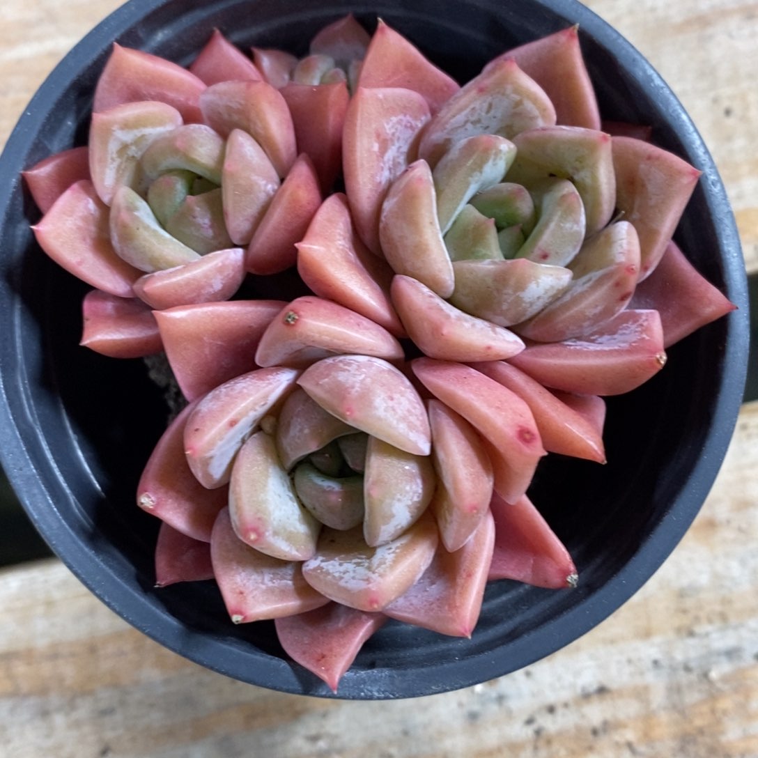 健健康康快快乐乐多肉植物_