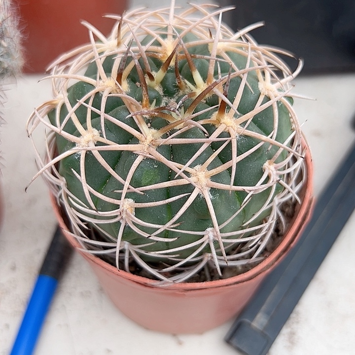 碧言玉随机一颗。       