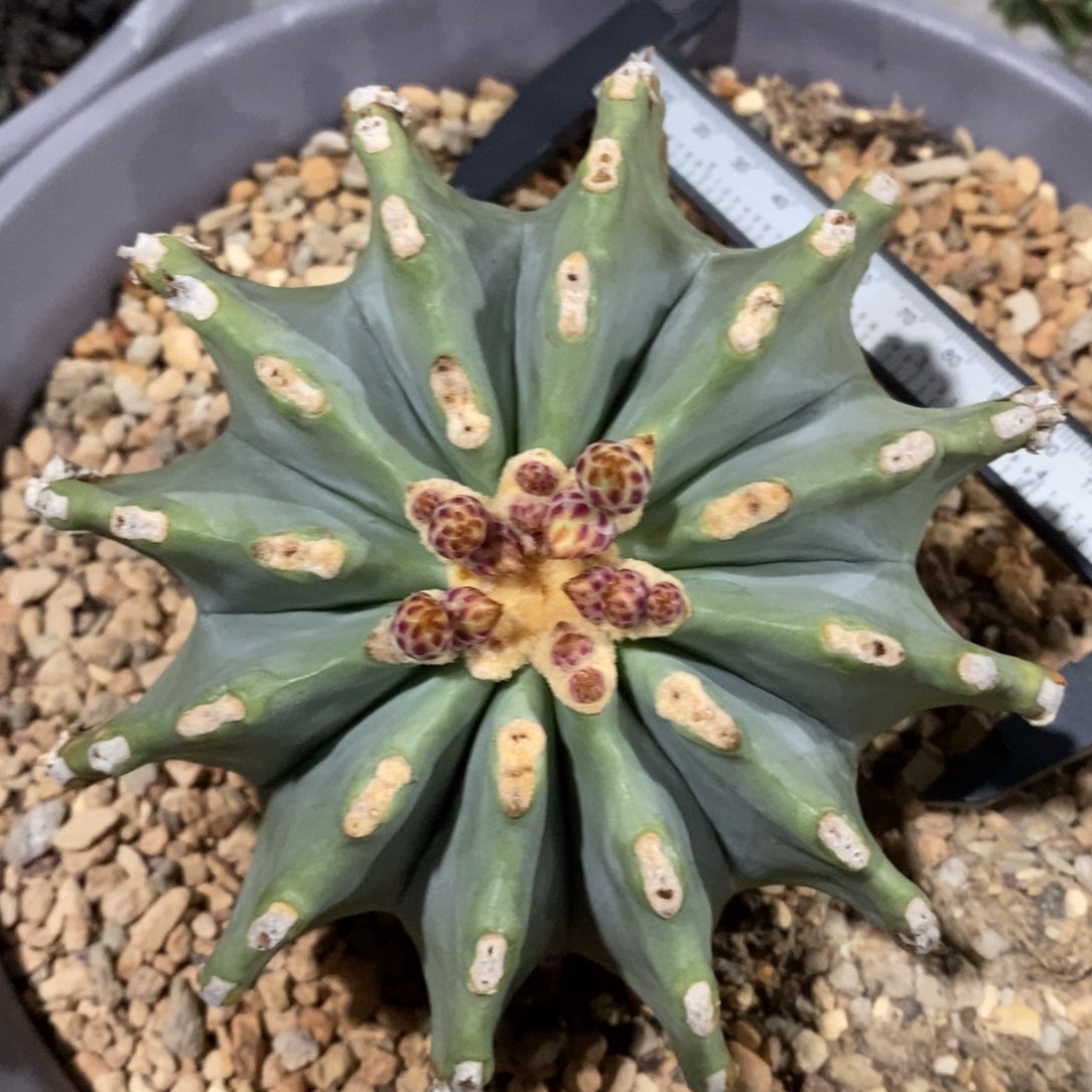 仙人球12cm无刺王冠龙