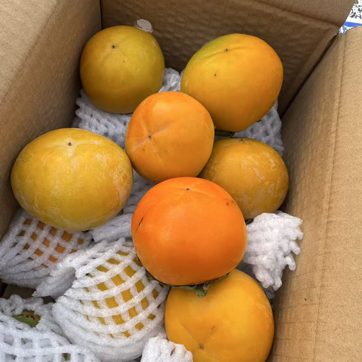 巧克力脆柿子 甜脆