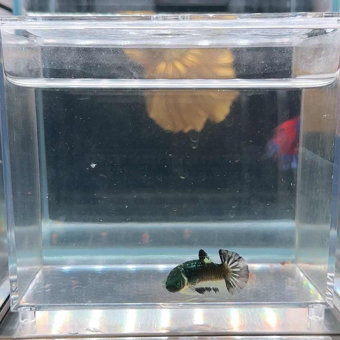 斗鱼活体观赏鱼好养耐活