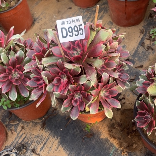 995浣纱不包断枝