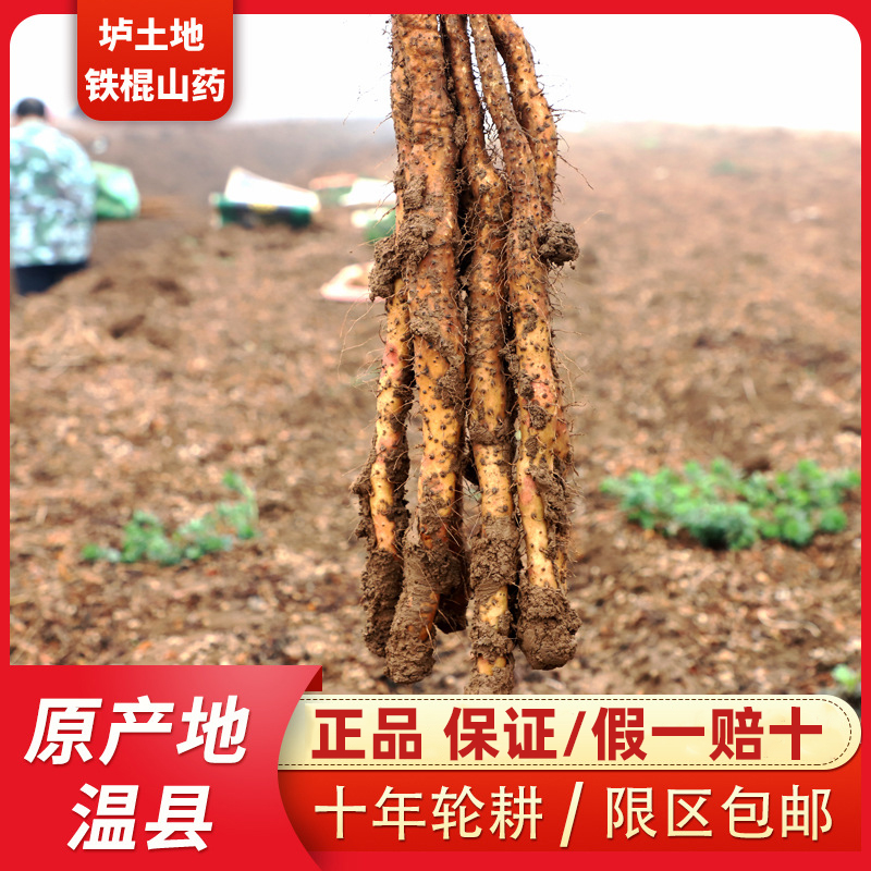 河南焦作温县正宗垆土铁棍山药种植新鲜怀山药营养健康煮粥佳品