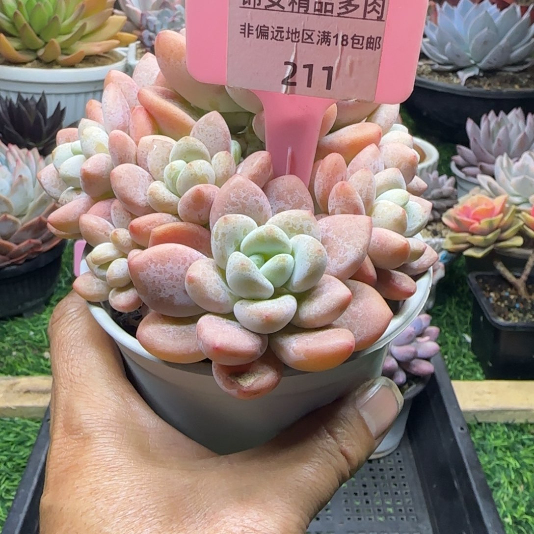 锦安精品多肉植物211