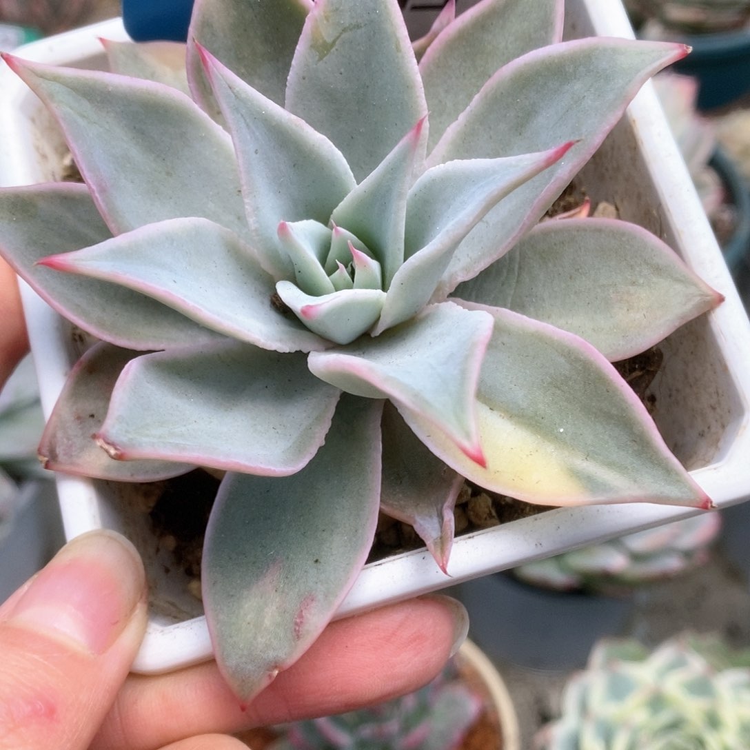 053饺子皮锦锦锦锦锦锦锦