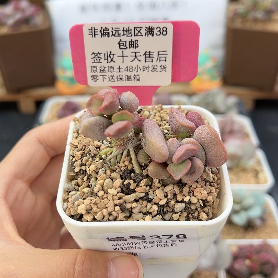 378黛安娜多肉植物