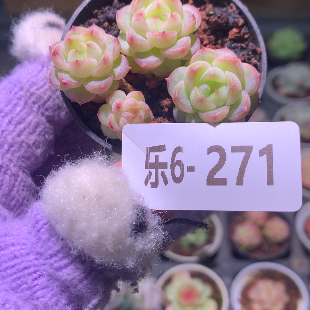 乐然 6-271 新品群 带盆土 