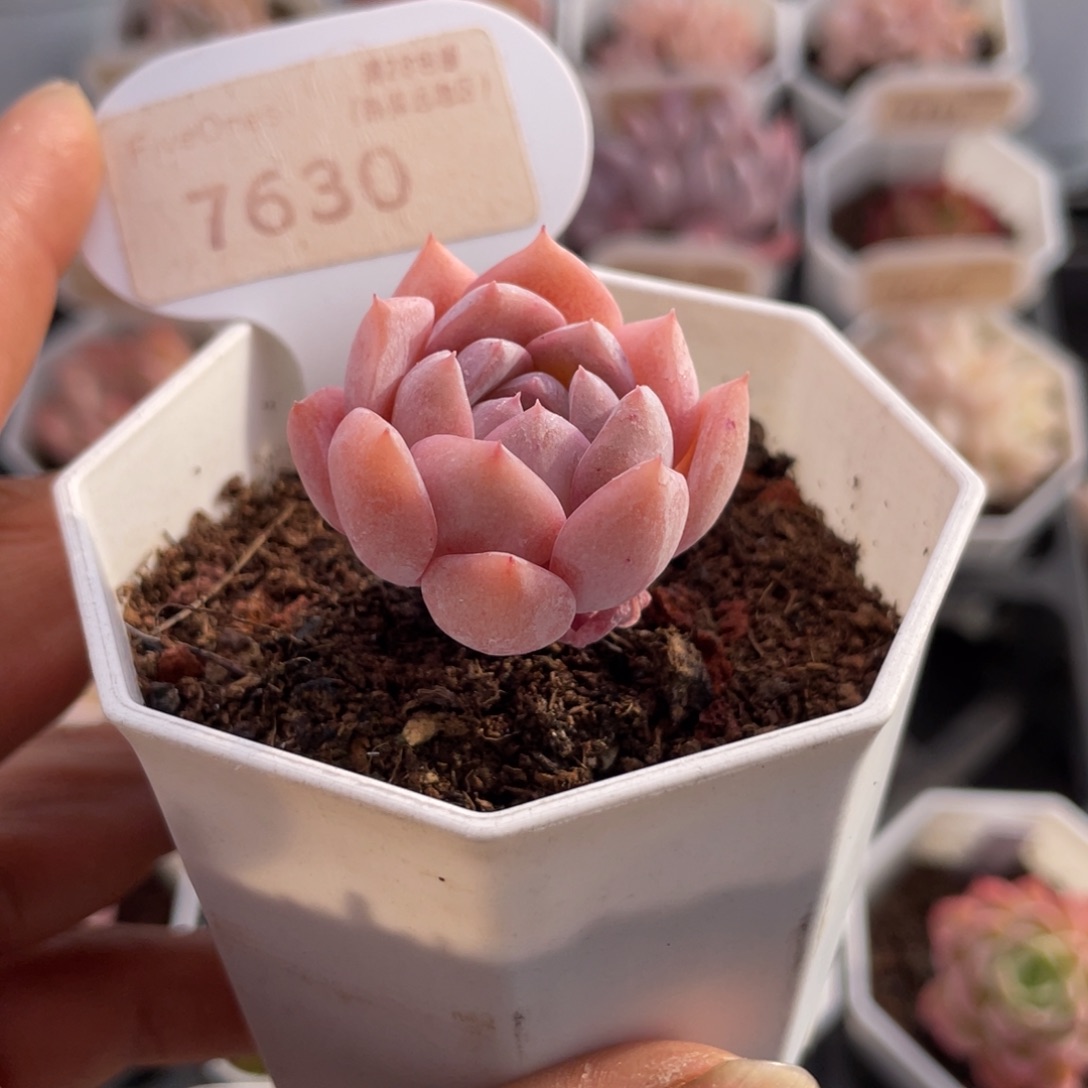 恩宠7630-3.0厘米