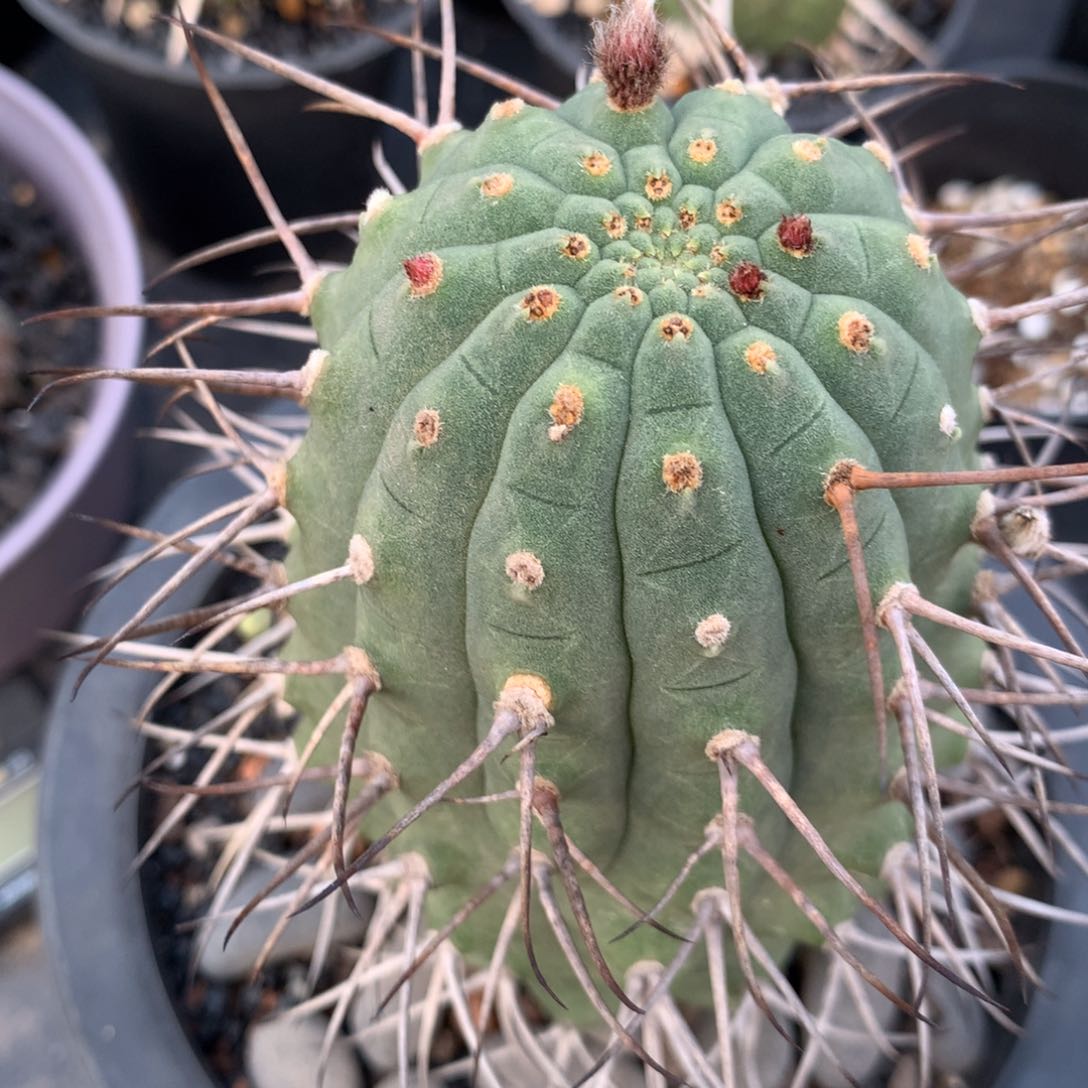 50仙人球仙人球仙人球